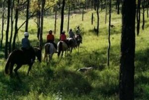 Hunter Valley Horse Riding and Adventures - Northern Rivers Accommodation